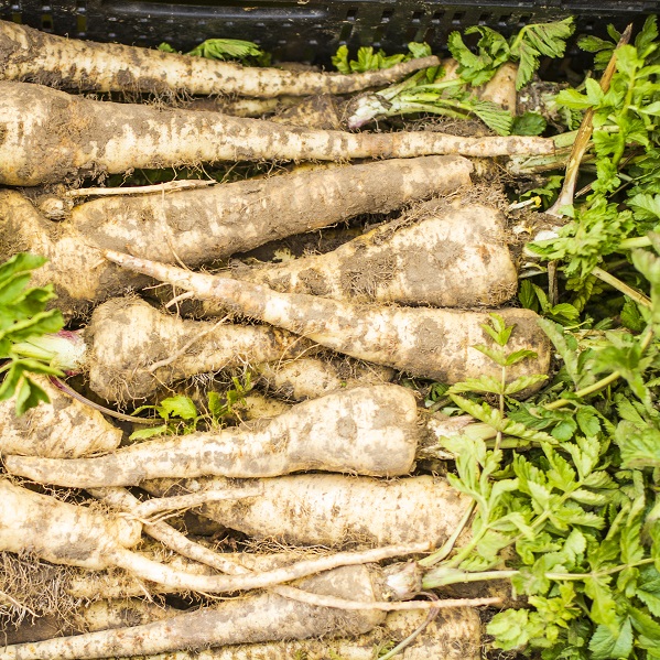 Parsnip White Spear